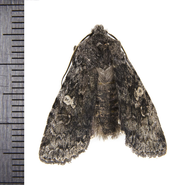 Noctuoidea