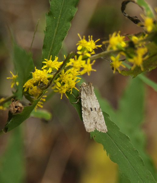 Lepidoptera