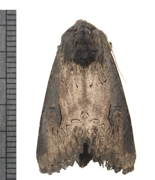 Noctuidae