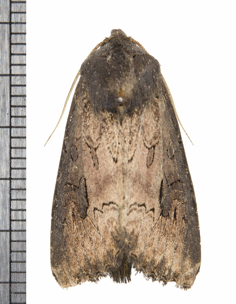 Noctuoidea