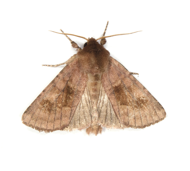 Noctuoidea