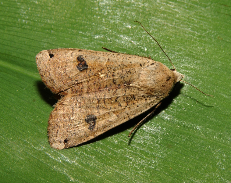 Noctua pronuba