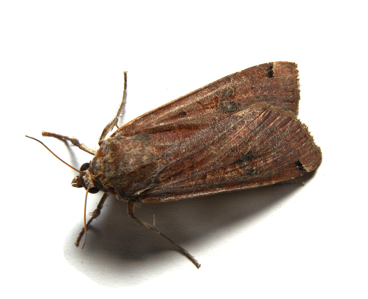 Noctuidae