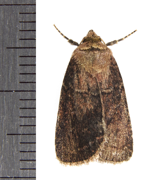 Noctuoidea