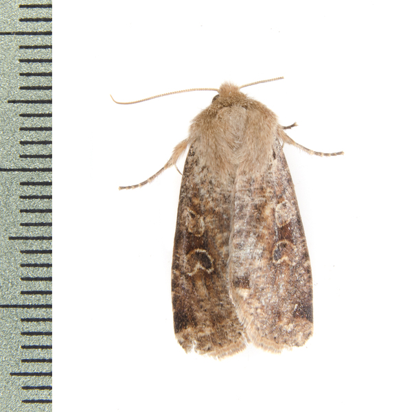 Noctuoidea