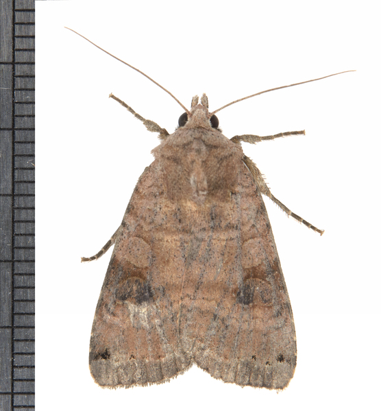 Orthosia rubescens