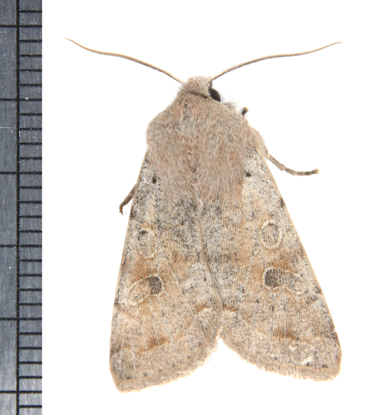 Orthosia9642