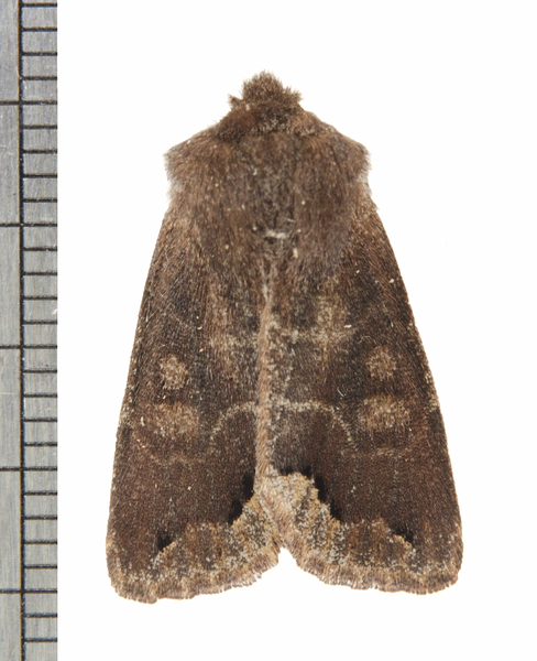 Orthosia garmani