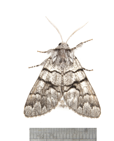 Noctuoidea