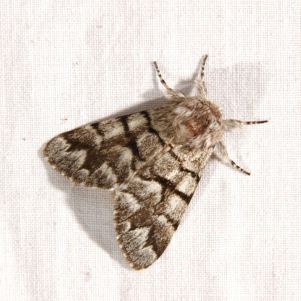 Noctuoidea