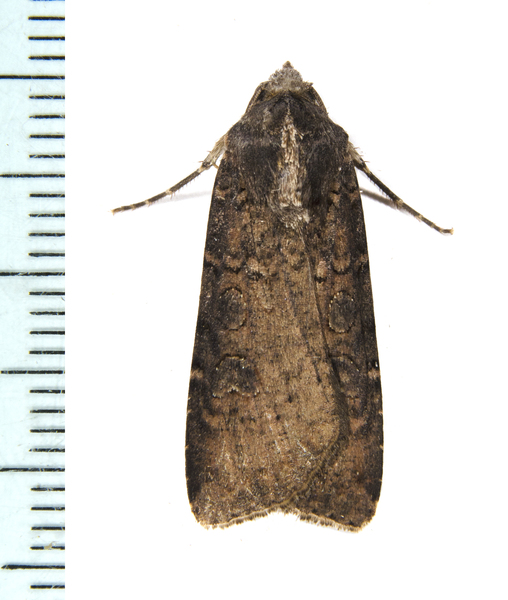 Peridroma7959