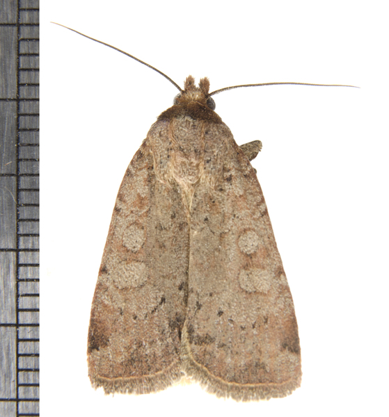 Noctuoidea