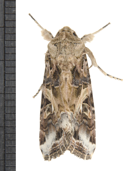 Noctuoidea