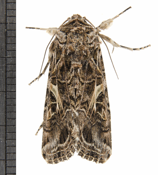 Spodoptera7863