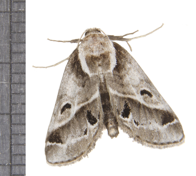 Noctuoidea