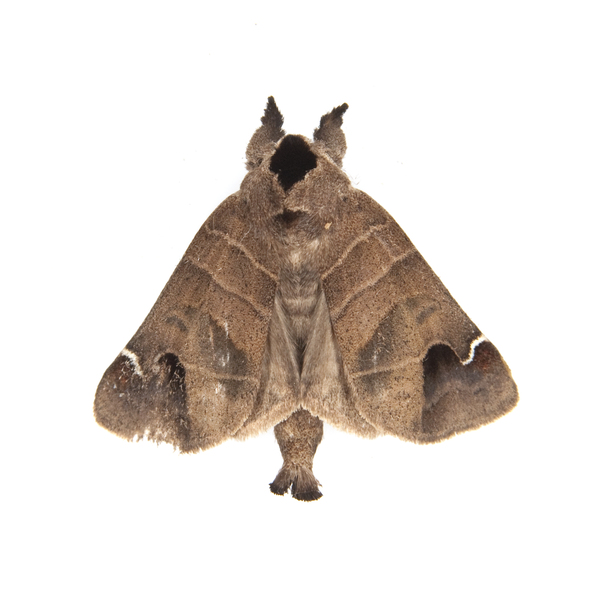 Noctuoidea