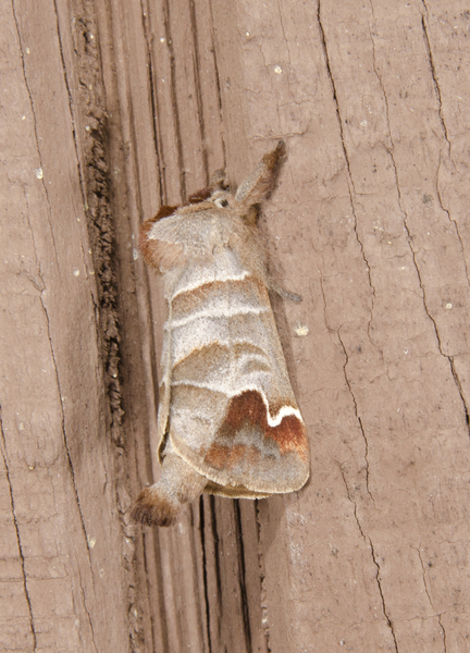 Noctuoidea