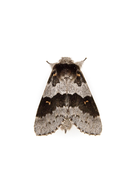 Noctuoidea