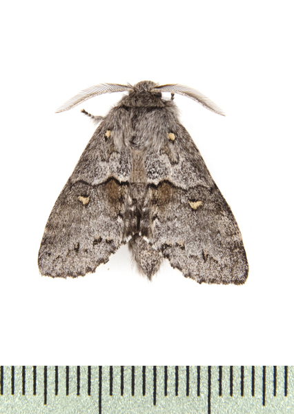 Noctuoidea