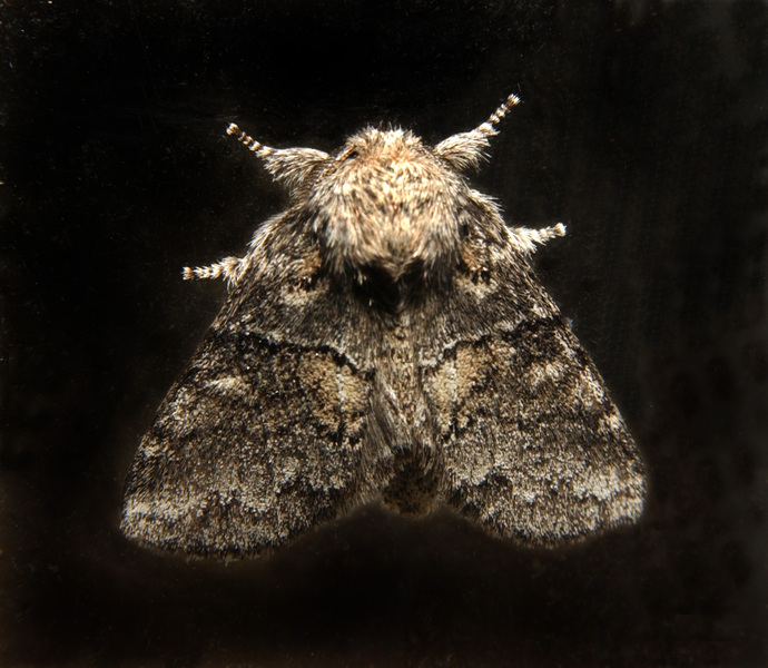 Noctuoidea