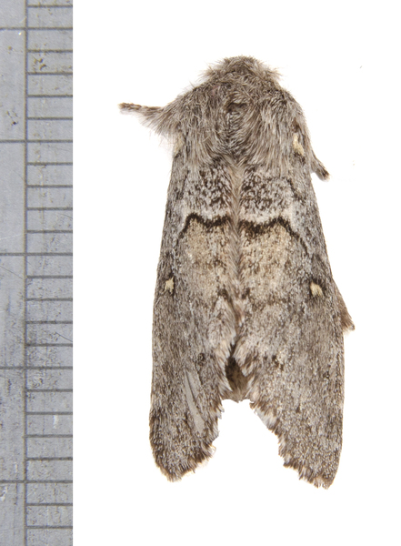 Noctuoidea