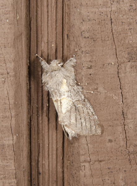 Noctuoidea