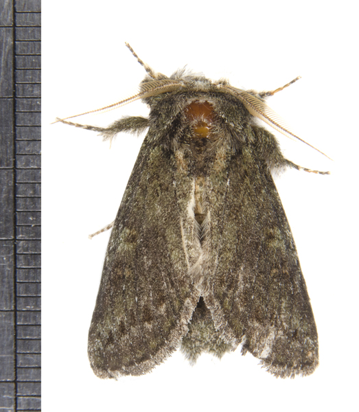 Noctuoidea