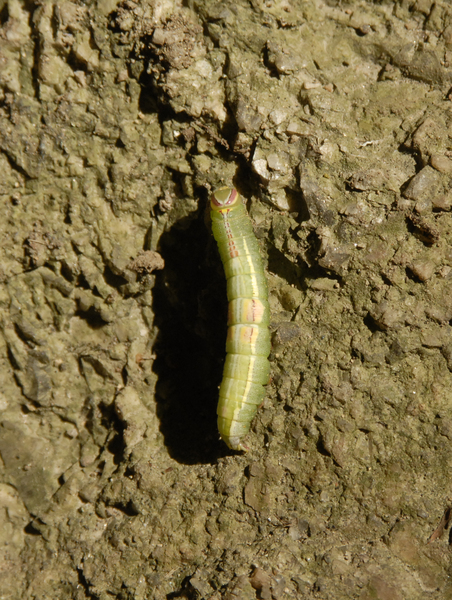 Heterocampa guttivitta