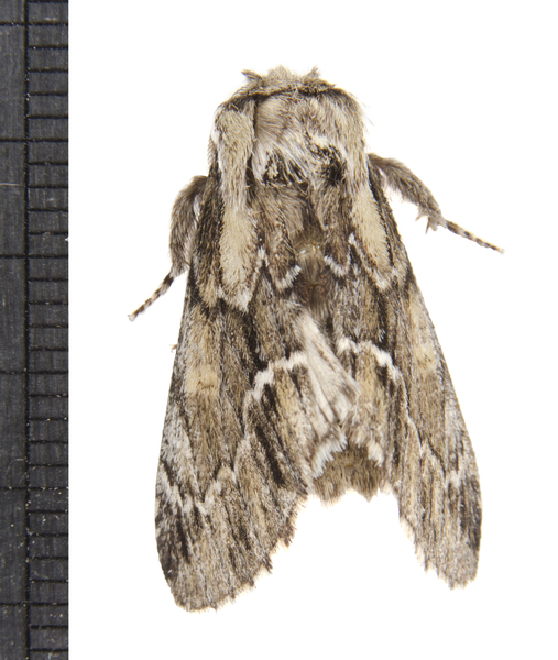 Noctuoidea