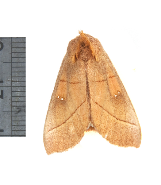 Noctuoidea