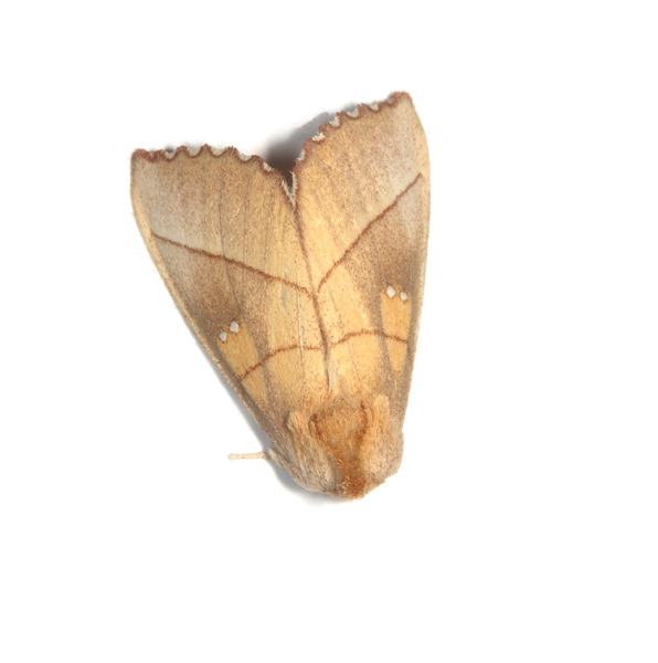 Noctuoidea