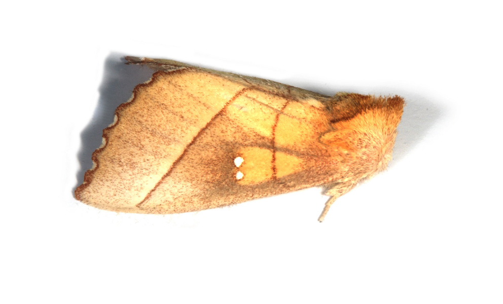 Noctuoidea