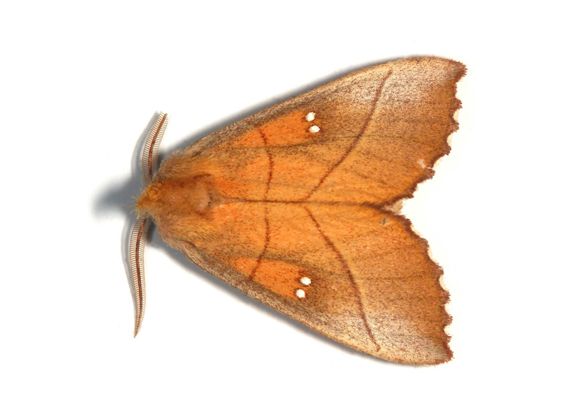 Lepidoptera