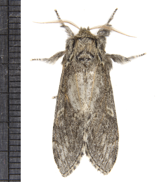 Noctuoidea