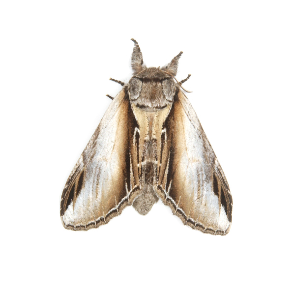 Noctuoidea