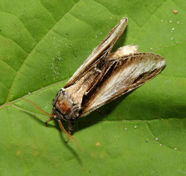 Noctuoidea