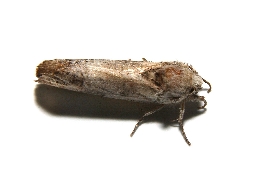 Noctuoidea