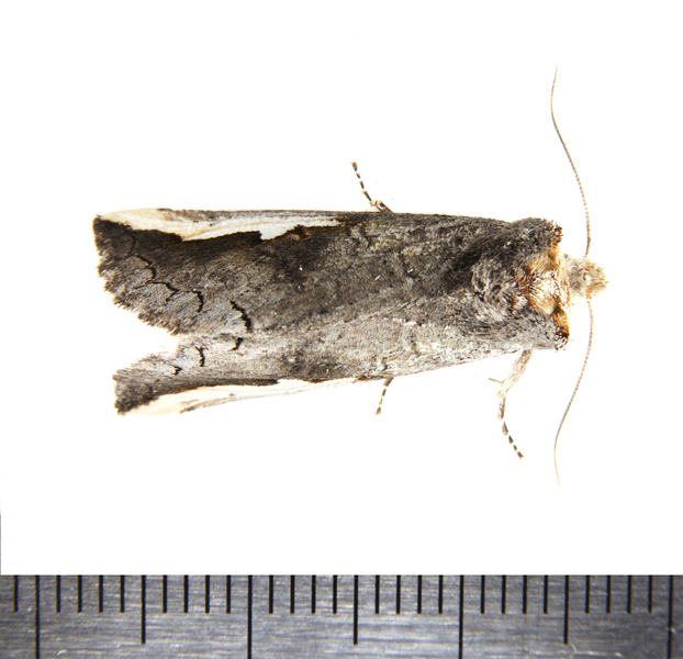 Noctuoidea