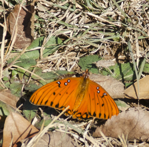 Papilionoidea