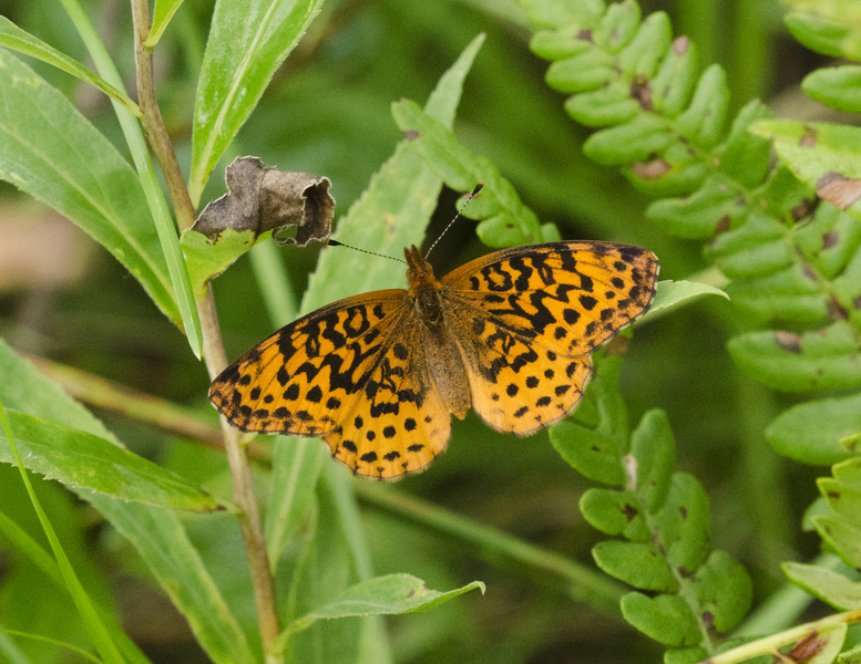 Boloria bellona