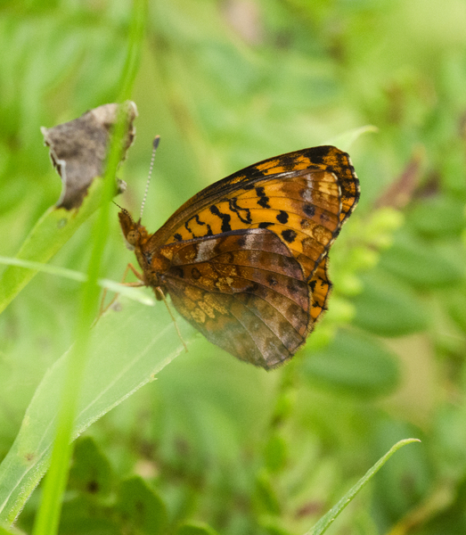 Nymphalidae