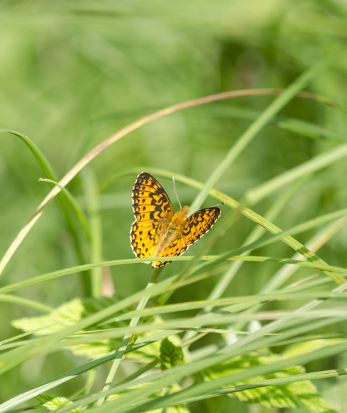 Lepidoptera