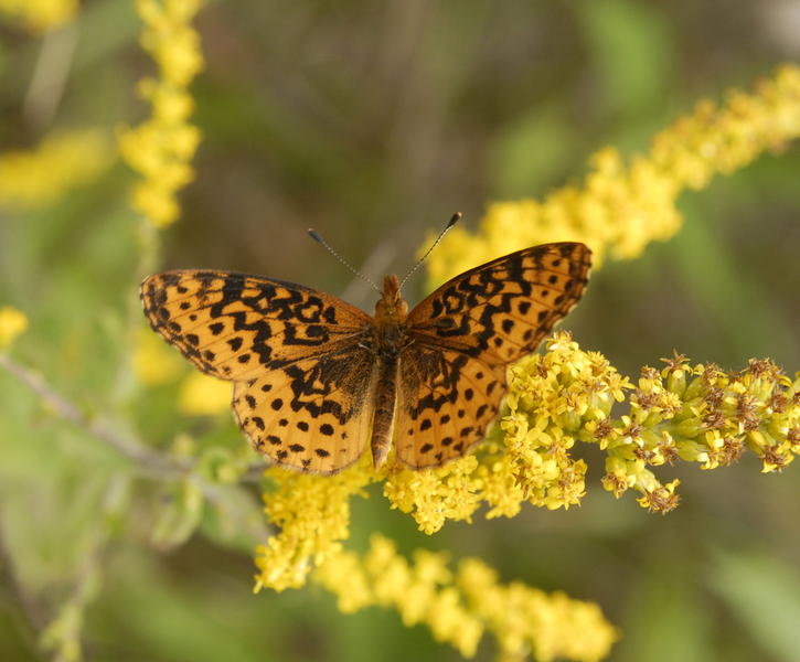 Lepidoptera