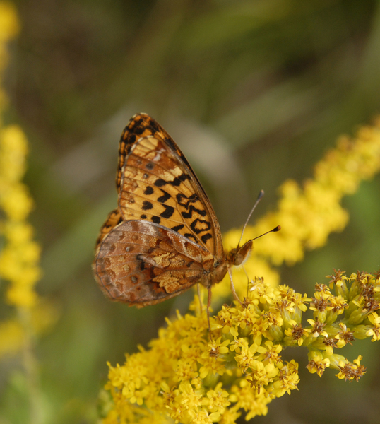 Papilionoidea