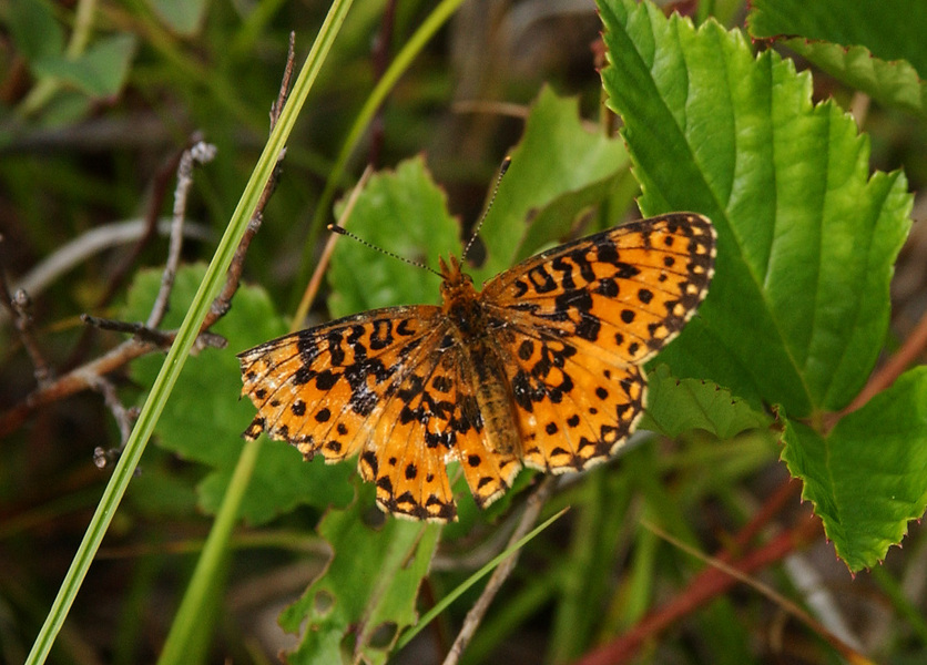 Nymphalidae