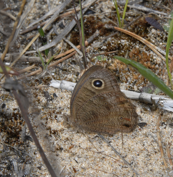 Nymphalidae