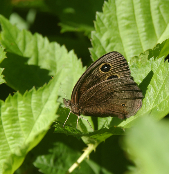 Lepidoptera