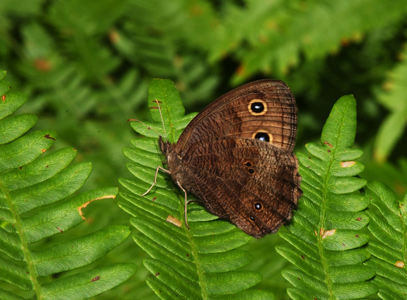 Papilionoidea