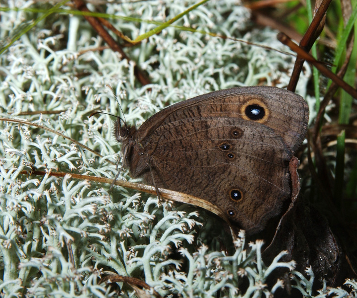 Lepidoptera