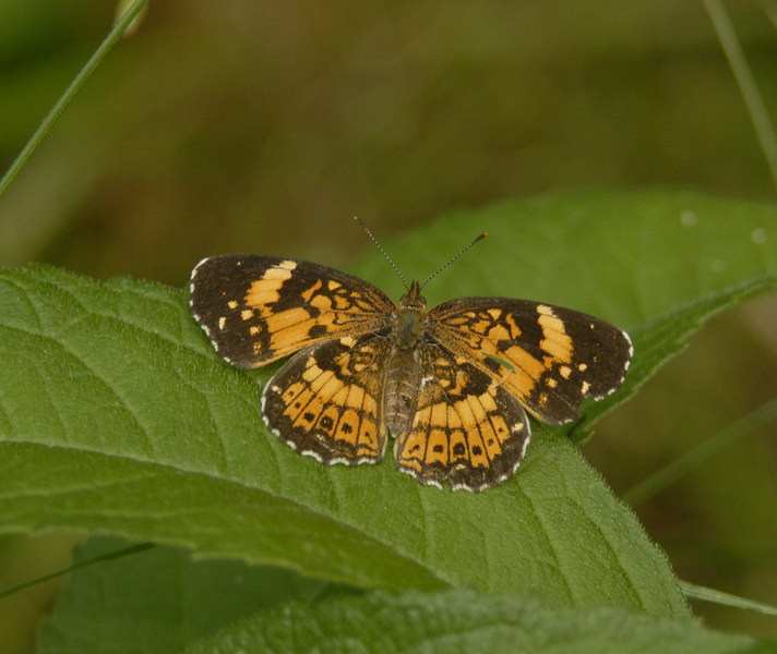 Nymphalidae